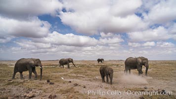 African elephant, Amboseli National Park, Kenya., Loxodonta africana, natural history stock photograph, photo id 29576
