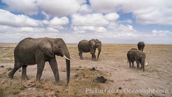 African elephant, Amboseli National Park, Kenya, Loxodonta africana