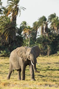 African elephant, Amboseli National Park, Kenya, Loxodonta africana