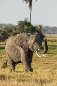 African elephant, Amboseli National Park, Kenya, Loxodonta africana