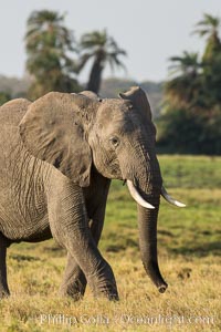 African elephant, Amboseli National Park, Kenya, Loxodonta africana