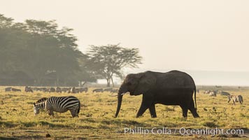 African elephant, Amboseli National Park, Kenya, Loxodonta africana