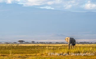 African elephant and Mount Kilimanjaro, Amboseli National Park, Loxodonta africana