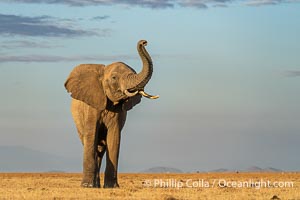 African elephant on dry lake bed at sunrise, Amboseli National Park, Loxodonta africana