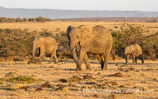 African Elephant Family at Sunrise, Mara North Conservancy, Kenya, Loxodonta africana