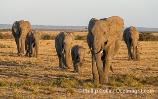 African Elephant Family at Sunrise, Mara North Conservancy, Kenya, Loxodonta africana