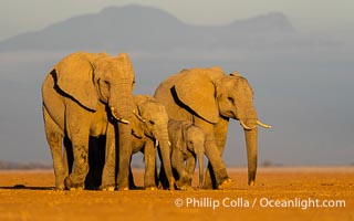 Solitary African Elephant at Sunset, Amboseli National Park, Loxodonta africana