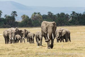 African elephant herd, Amboseli National Park, Kenya, Loxodonta africana