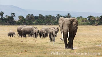 African elephant herd, Amboseli National Park, Kenya., Loxodonta africana, natural history stock photograph, photo id 29502