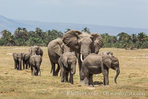 African elephant herd, Amboseli National Park, Kenya, Loxodonta africana