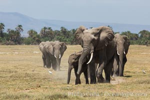 African elephant herd, Amboseli National Park, Kenya, Loxodonta africana