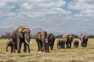 African elephant herd, Amboseli National Park, Kenya, Loxodonta africana