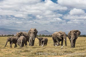 African elephant herd, Amboseli National Park, Kenya