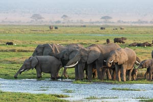 African elephant herd, drinking water at a swamp, Amboseli National Park, Kenya, Loxodonta africana