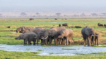 African elephant herd, drinking water at a swamp, Amboseli National Park, Kenya