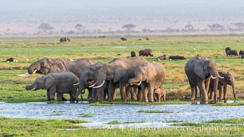 African elephant herd, drinking water at a swamp, Amboseli National Park, Kenya, Loxodonta africana