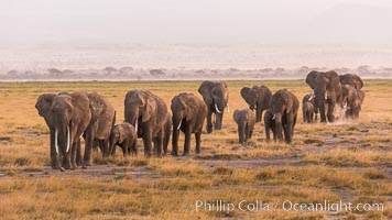 African elephant herd, Amboseli National Park, Kenya, Loxodonta africana