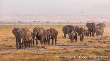 African elephant herd, Amboseli National Park, Kenya, Loxodonta africana