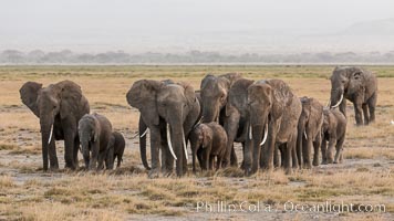 African elephant herd, Amboseli National Park, Kenya, Loxodonta africana