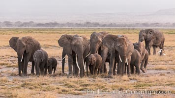 African elephant herd, Amboseli National Park, Kenya, Loxodonta africana