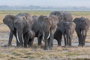 African elephant herd, Amboseli National Park, Kenya, Loxodonta africana