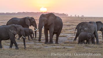 African elephant herd, Amboseli National Park, Kenya, Loxodonta africana