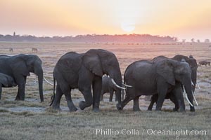 African elephant herd, Amboseli National Park, Kenya, Loxodonta africana