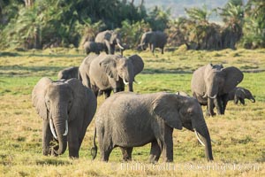 African elephant herd, Amboseli National Park, Kenya, Loxodonta africana