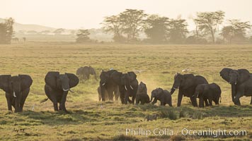 African elephant herd, Amboseli National Park, Kenya, Loxodonta africana