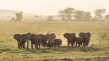 African elephant herd, Amboseli National Park, Kenya, Loxodonta africana