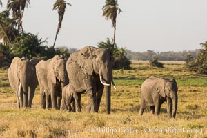 African elephant herd, Amboseli National Park, Kenya, Loxodonta africana