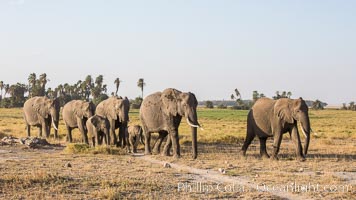 African elephant herd, Amboseli National Park, Kenya, Loxodonta africana