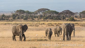 African elephant herd, Amboseli National Park, Kenya, Loxodonta africana