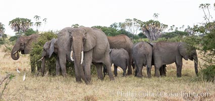 African elephant herd, Meru National Park, Kenya