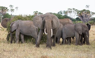 African elephant herd, Meru National Park, Kenya, Loxodonta africana