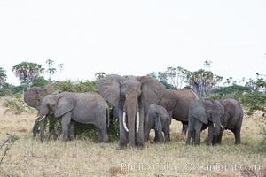 African elephant herd, Meru National Park, Kenya, Loxodonta africana