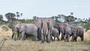 African elephant herd, Meru National Park, Kenya, Loxodonta africana