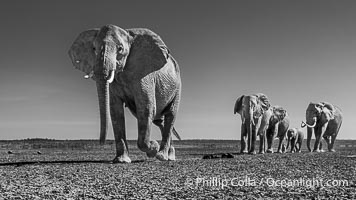 African elephant herd crossing dry lake bed, Amboseli National Park, Loxodonta africana