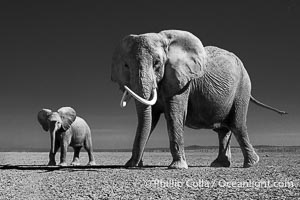 African elephant matriarch and young crossing dry lake bed, Amboseli National Park, Loxodonta africana