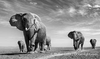 African elephant herd crossing dry lake bed, Amboseli National Park, Loxodonta africana