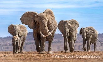 African elephant herd crossing dry lake bed, Amboseli National Park, Loxodonta africana