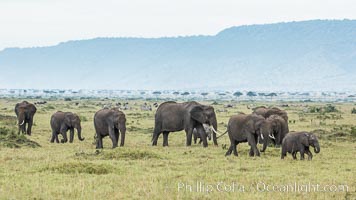 African elephant herd, Maasai Mara National Reserve, Kenya, Loxodonta africana