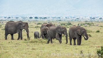 African elephant herd, Maasai Mara National Reserve, Kenya, Loxodonta africana