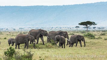 African elephant herd, Maasai Mara National Reserve, Kenya, Loxodonta africana