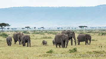 African elephant herd, Maasai Mara National Reserve, Kenya, Loxodonta africana
