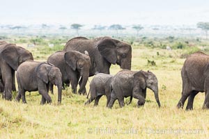 African elephant herd, Maasai Mara National Reserve, Kenya, Loxodonta africana