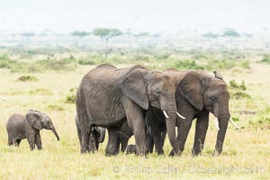 African elephant herd, Maasai Mara National Reserve, Kenya, Loxodonta africana