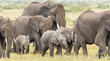 African elephant herd, Maasai Mara National Reserve, Kenya, Loxodonta africana