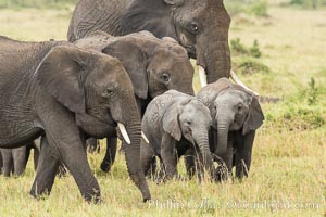 African elephant herd, Maasai Mara National Reserve, Kenya, Loxodonta africana