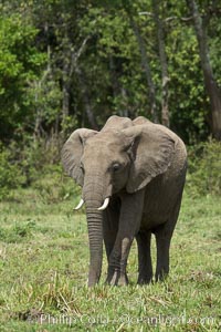 African elephant, Maasai Mara National Reserve, Kenya, Loxodonta africana